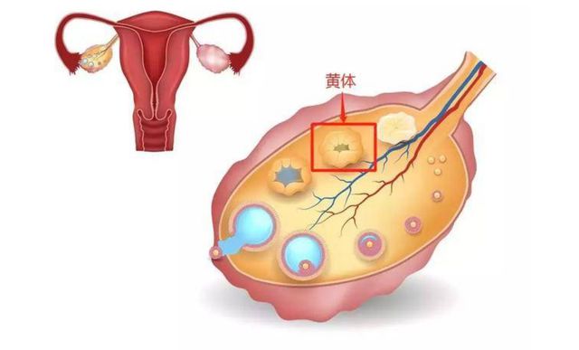 不动精子的比例多少为正常？提高活力只需三步走