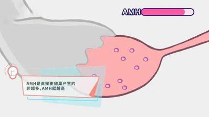 AMH小于0.06做试管成功率高吗?